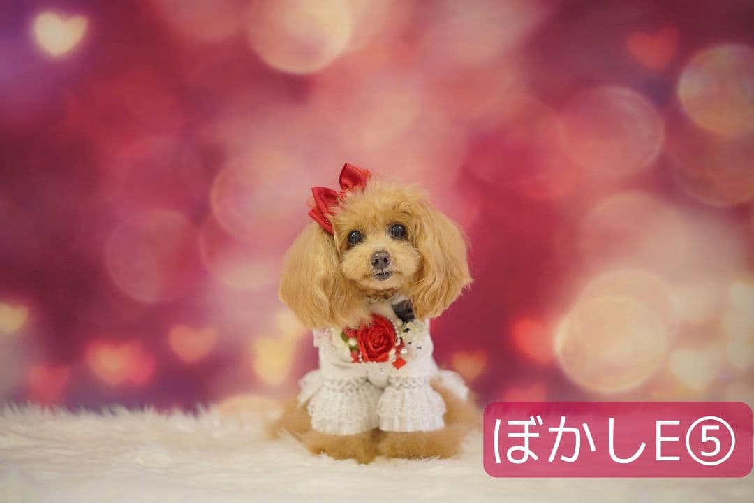 背景布【お正月F】サンプル 年賀状、ペット、子供撮影用 梅 和柄 門松