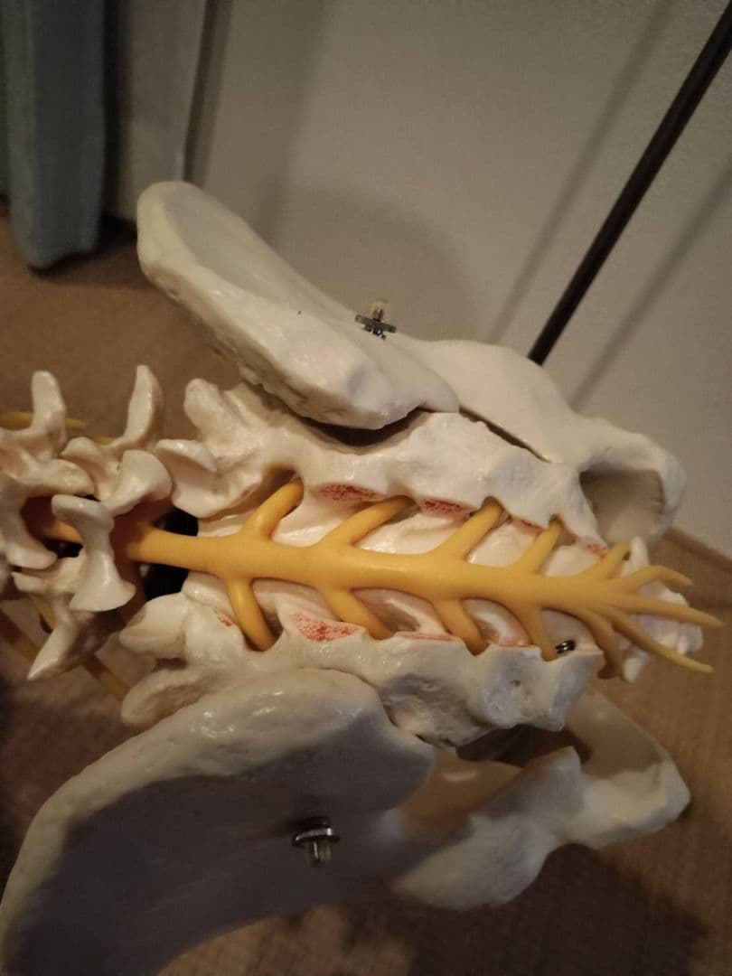 脊柱模型90cm 骨格標本 スタンド付き 人体模型 カイロ 整体 整骨院 鍼灸