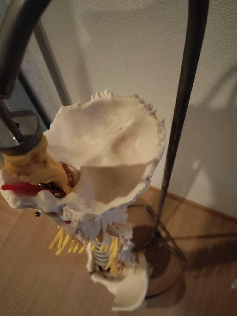 脊柱模型90cm 骨格標本 スタンド付き 人体模型 カイロ 整体 整骨院 鍼灸