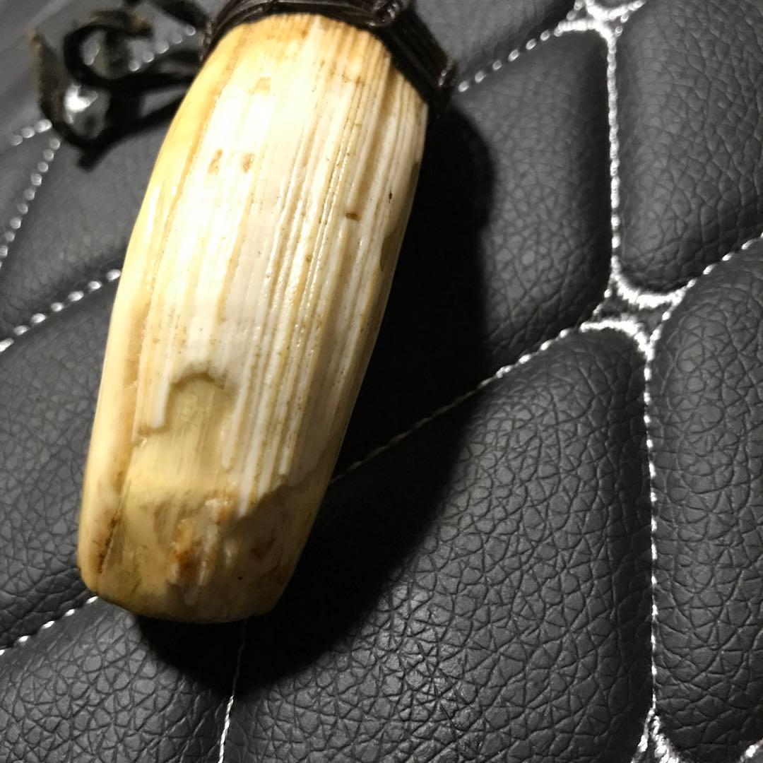 獣の牙 タイ お守り 肉食獣の牙 お守り タイ お守り 肉食獣の牙