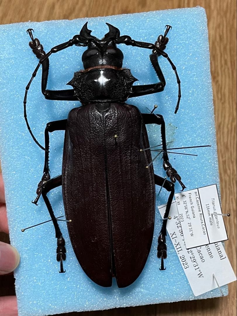 Corvet Photo Agency M*S様 特大 オオキバウスバカミキリ 標本 157ミリ 難