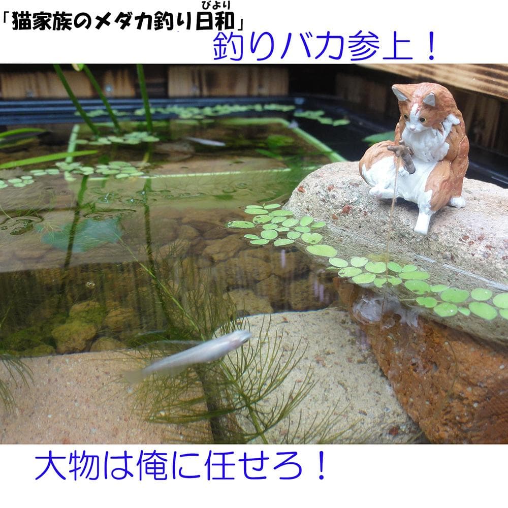 高さの有るビオトープ 80L トロ舟＆木枠セット（3D防鳥網