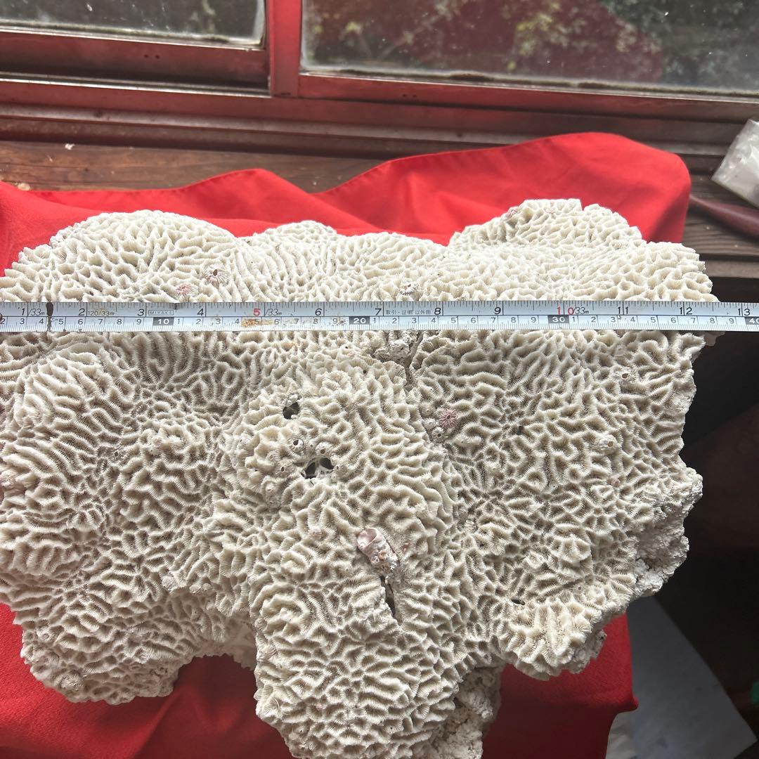 特大 飾り 珊瑚 サンゴ礁 置物 白 海水魚 水槽 レイアウト45cm 大きい