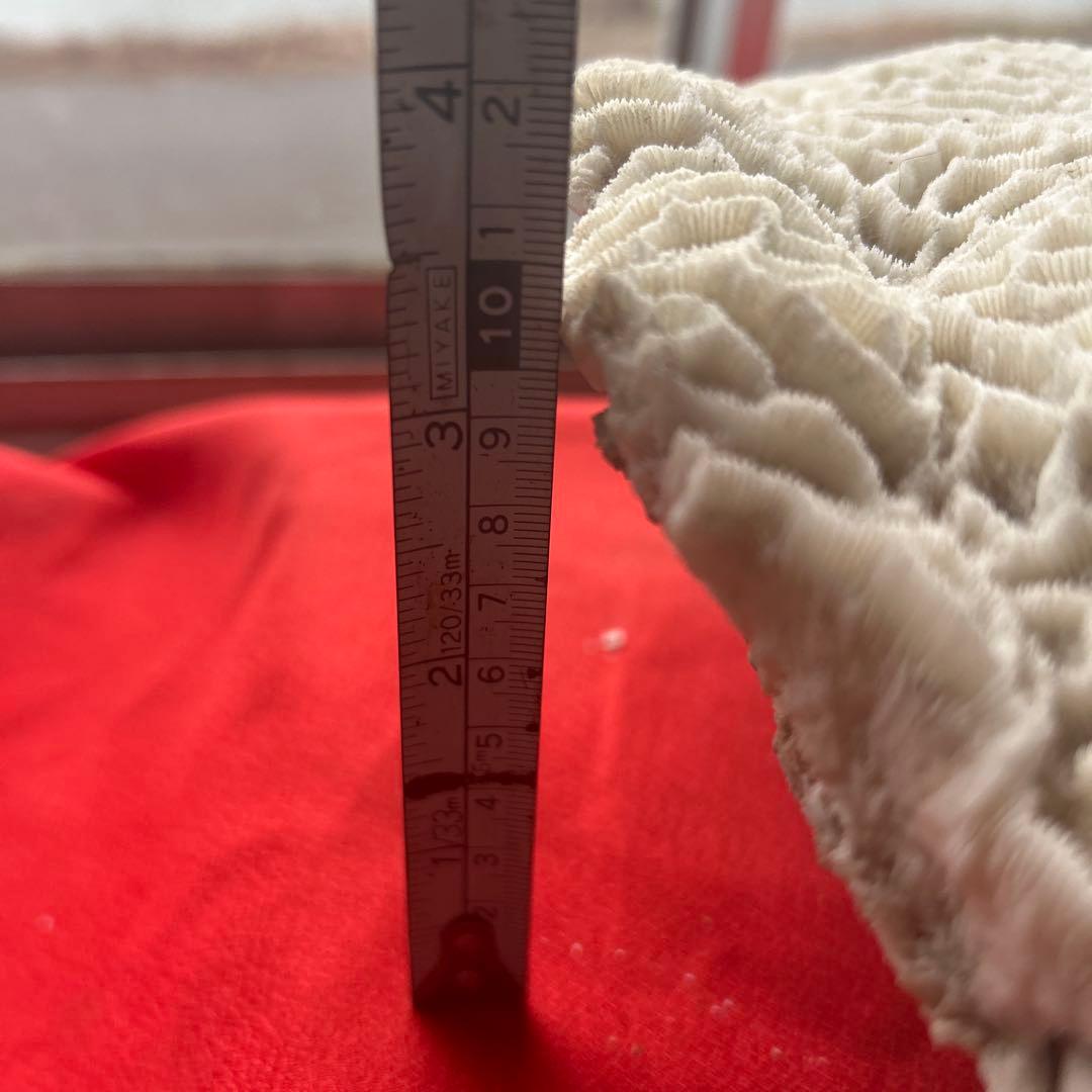 特大 飾り 珊瑚 サンゴ礁 置物 白 海水魚 水槽 レイアウト45cm 大きい