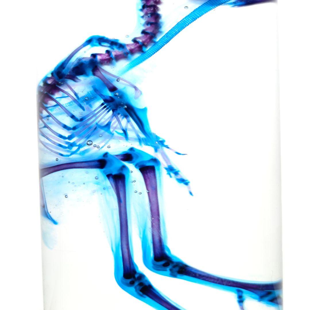 1点物☆極美品【透明骨格標本】ウズラ③ 約10cm ホウケイ酸