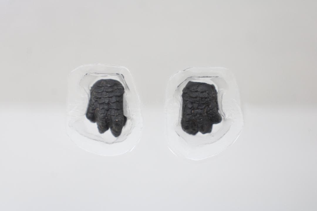 ハイヤトイズ ゴジラ Evolved Ver. 30-EY0926-15