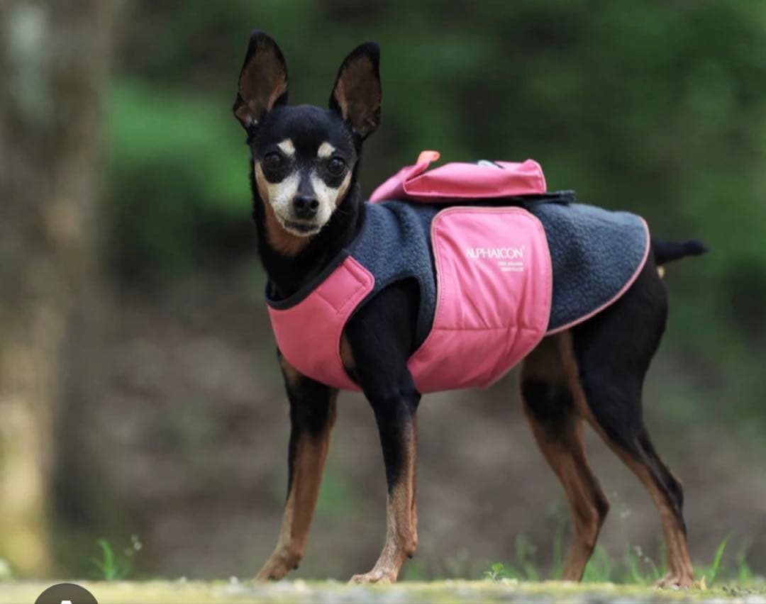 アルファアイコン Amazon | ダブルフルドッグガード(2021年モデル)(ブルー,DXM