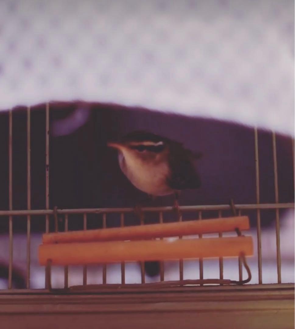 アンティーク 鳥かご バードケージ kinsen ビンテージ 文鳥 小鳥 琴線