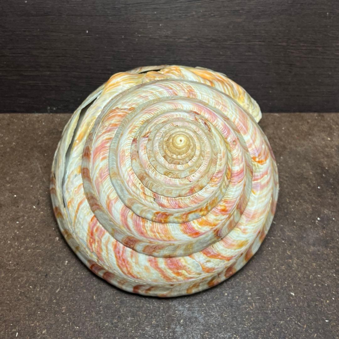 ケ*キ様 激レア 美品 東シナ海産 リュウグウオキナエビス