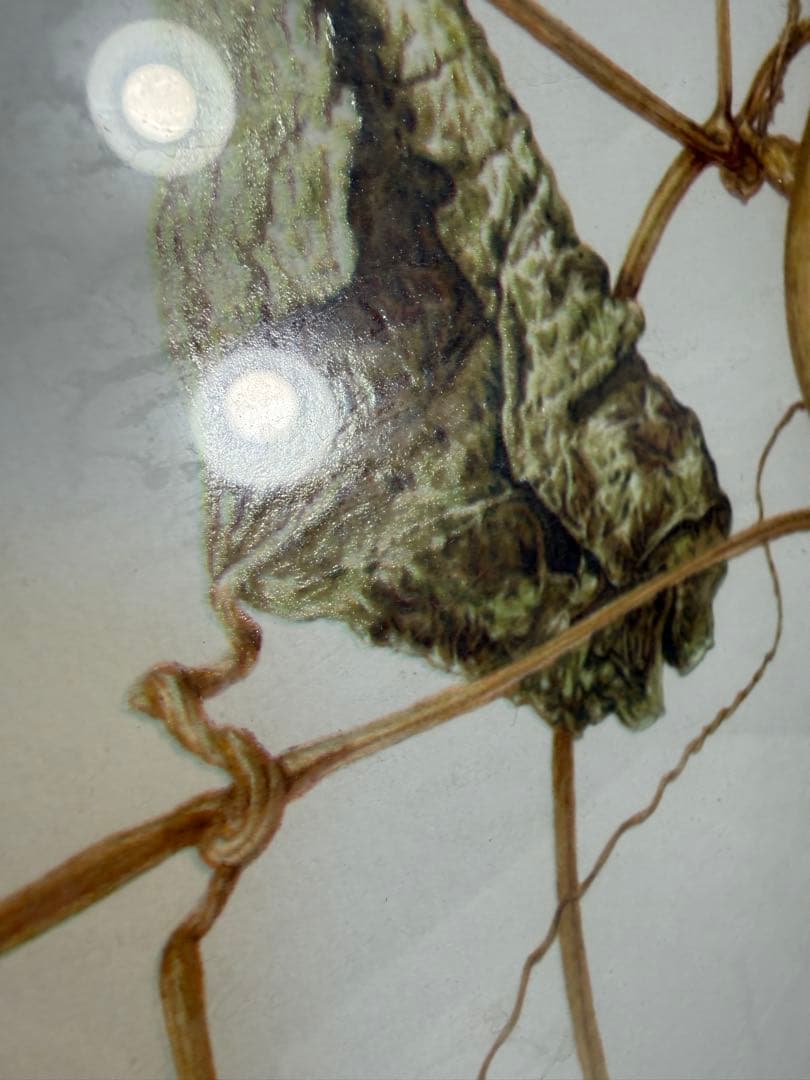 限定25/175 植物写実版画 額装 M.Tateishi ボタニカルアート - メルカリ