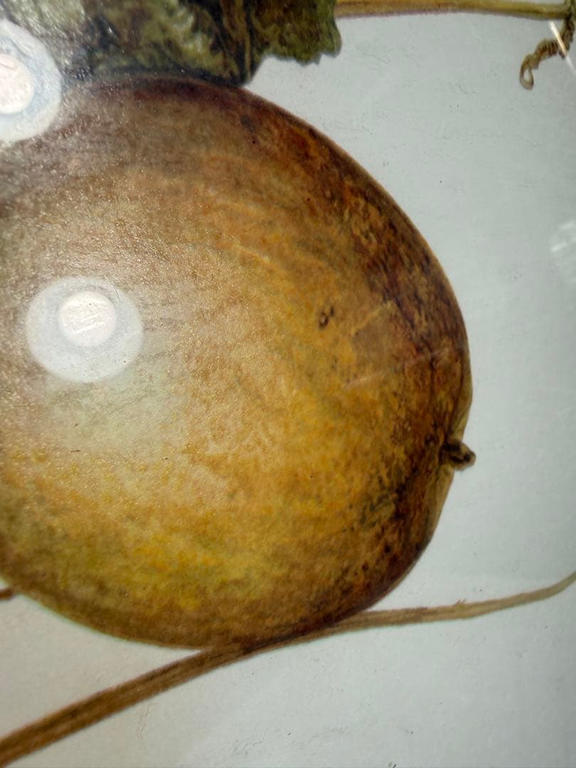 限定25/175 植物写実版画 額装 M.Tateishi ボタニカルアート - メルカリ