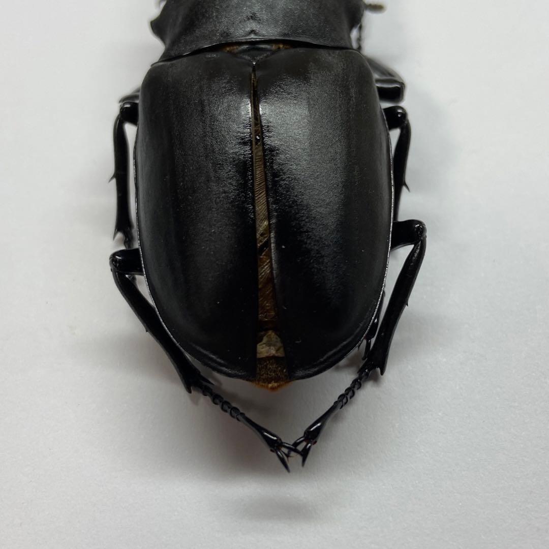 ギラファノコギリクワガタ ケイスケ フローレス島 飼育品 3♂ 昆虫標本