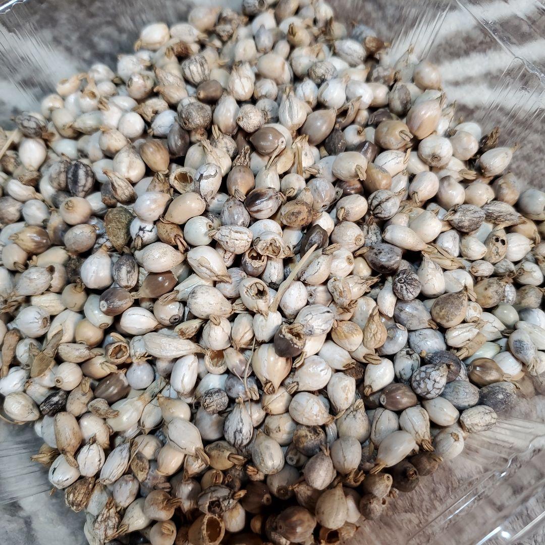 数珠玉　ジュズダマ　4kg+予備400g