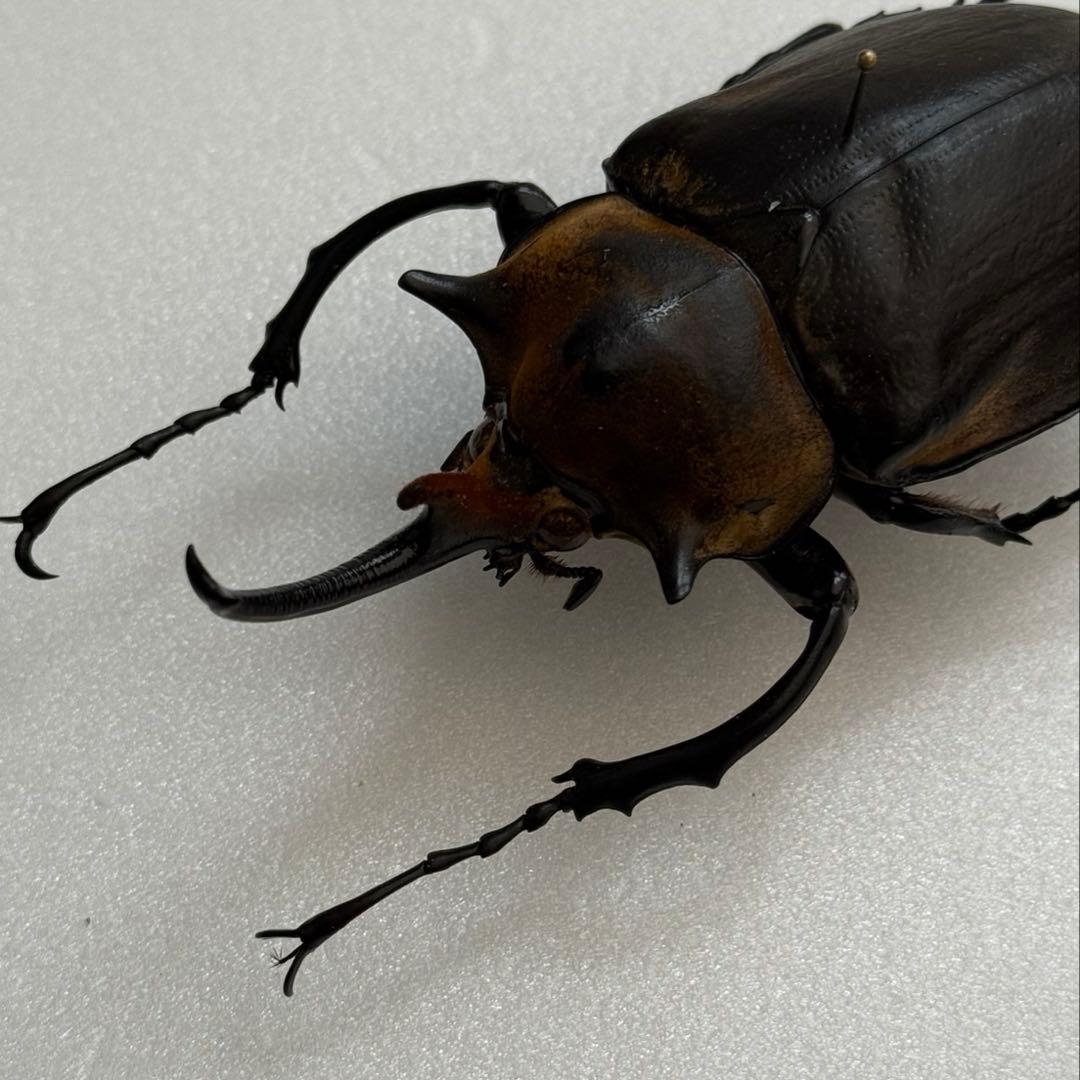 野外採集個体】 エレファスゾウカブト 標本 - メルカリ