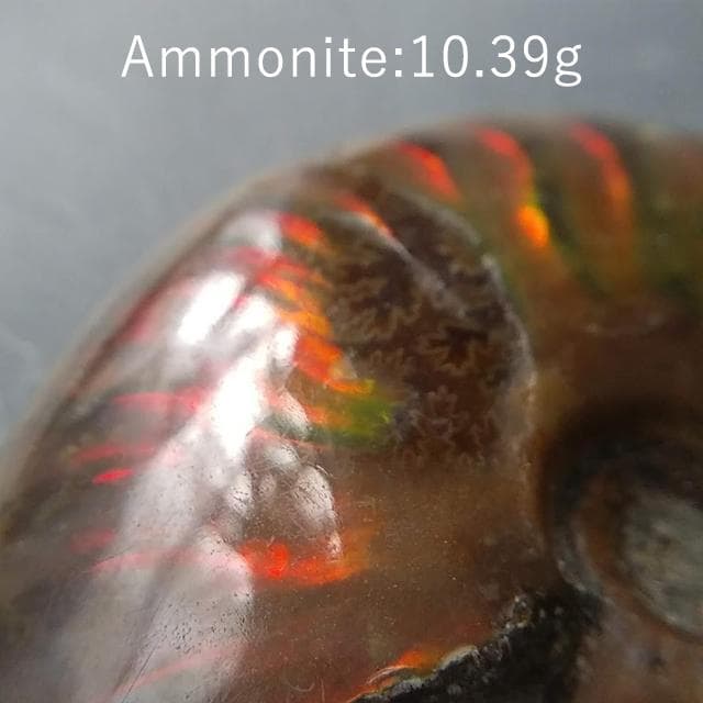 10.39g　アンモナイト　貝化石　マダガスカル産
