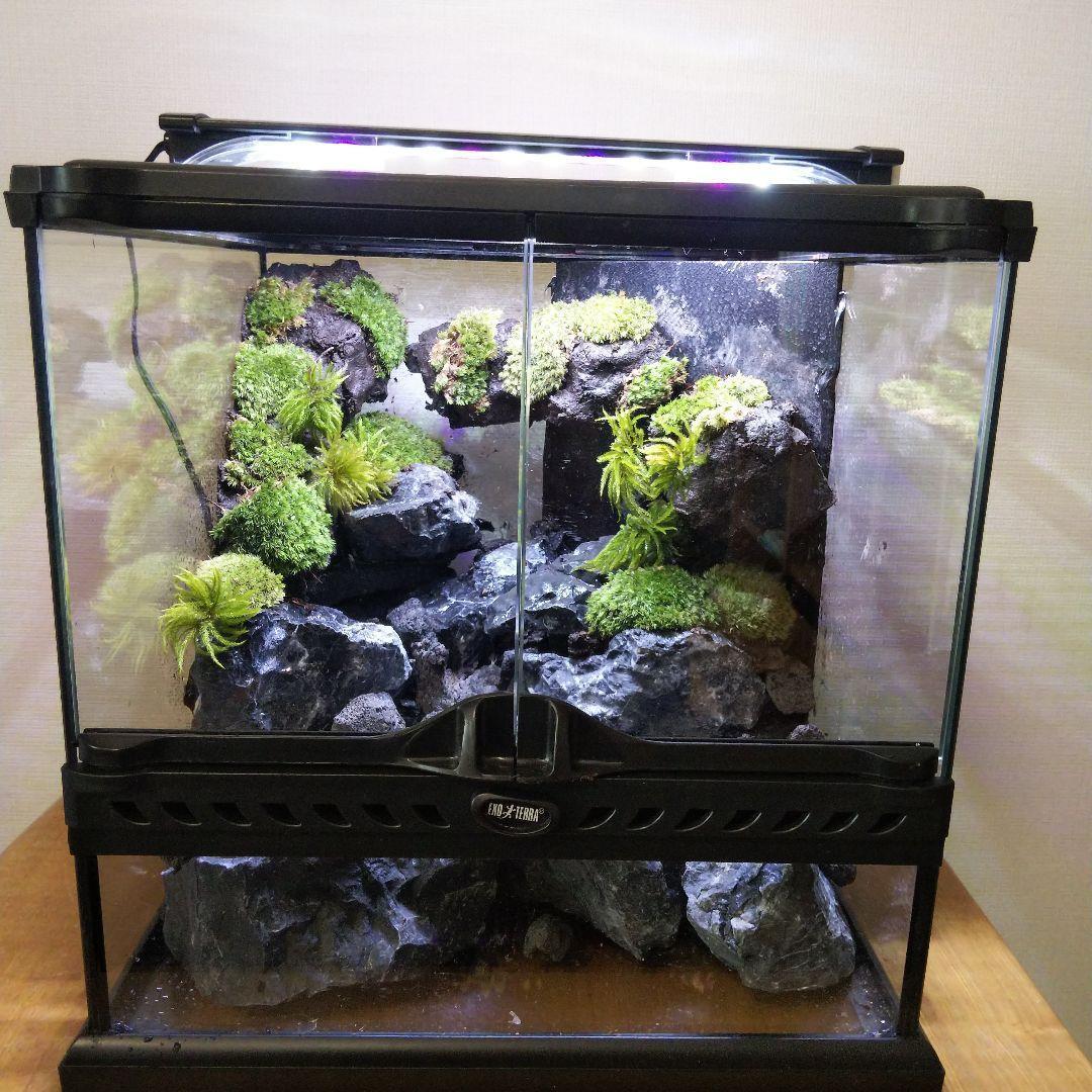 受注生産】イモリウム 苔テラリウム アクアテラリウム グラス