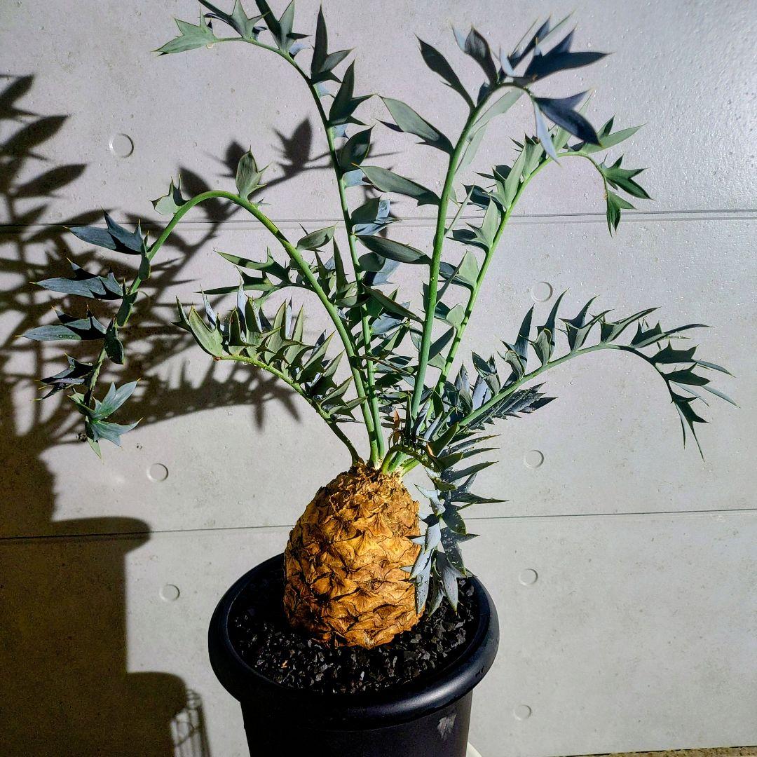 SEVENTEEN ホシ まとめ売り 周年グッズ アクキーDICON 全31品