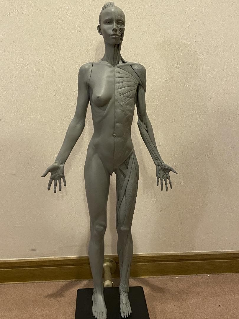 人体模型 AnatomyTools Female 1:3Flesh/Anatomy v3A AnatomyTools