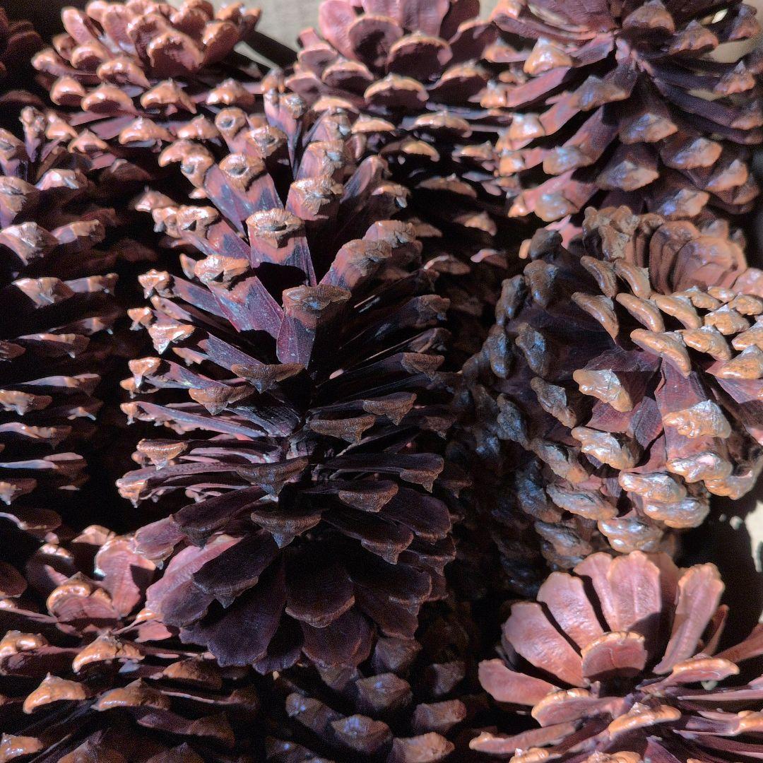 ご注文商品　やすの松ぼっくり