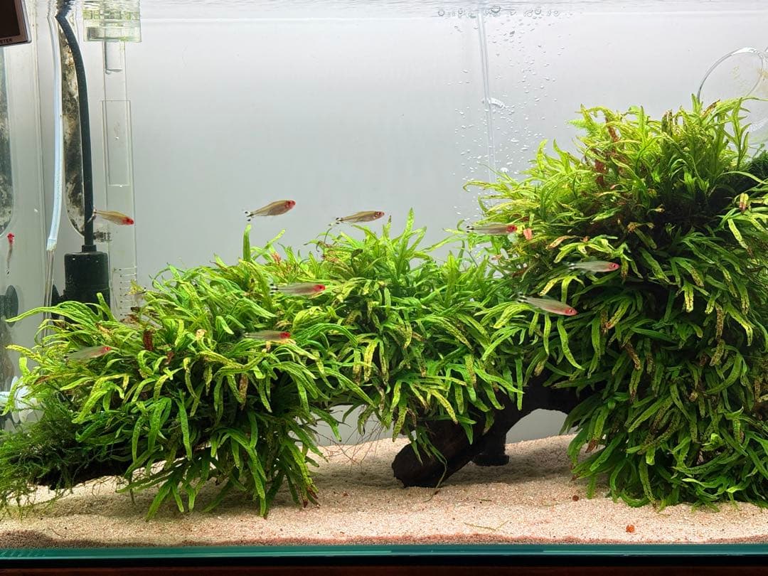 ADA ミクロソリウム トライデント 活着済 流木 ADA.ミクロソリウムトライデント活着流木 ミクロソリウムトライデント