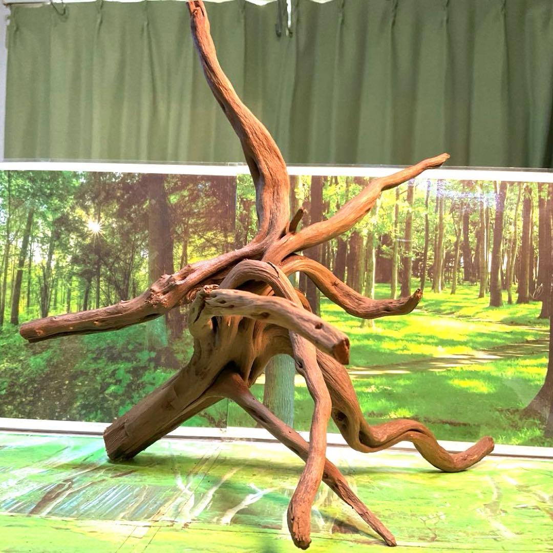 天然水槽用流木 どこから見てもカッコいい大サイズブランチウッド 煮沸