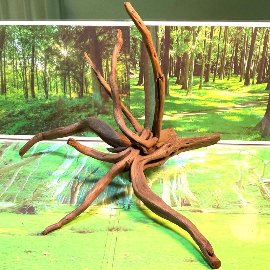 天然水槽用流木 どこから見てもカッコいい大サイズブランチウッド 煮沸