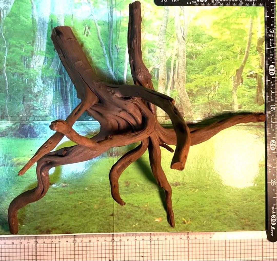 天然水槽用流木 どこから見てもカッコいい大サイズブランチウッド 煮沸