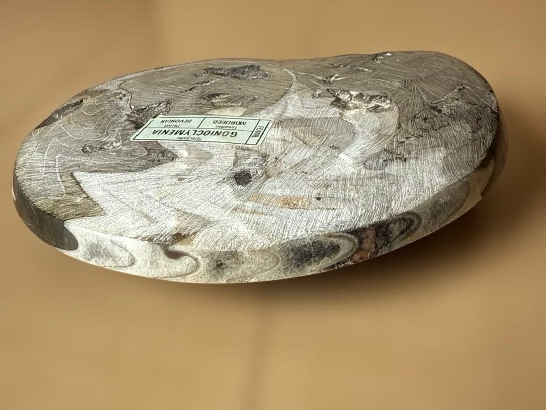 ゴニオクリメニアの化石 アンモナイト モロッコ産 化石 デボン紀