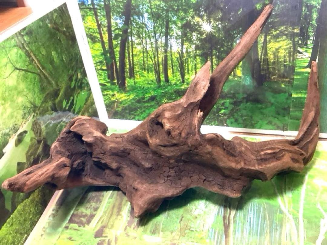 ココタルト　3点♪大ツノ2本のイケメン大型ホーンウッド等