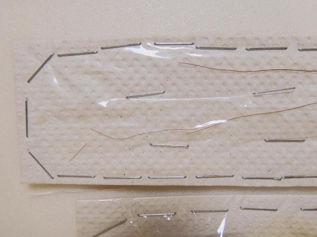 ペルー産 巨大コロギス ペア 60-98mm