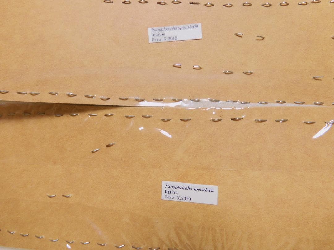 ペルー産 巨大コロギス ペア 60-98mm