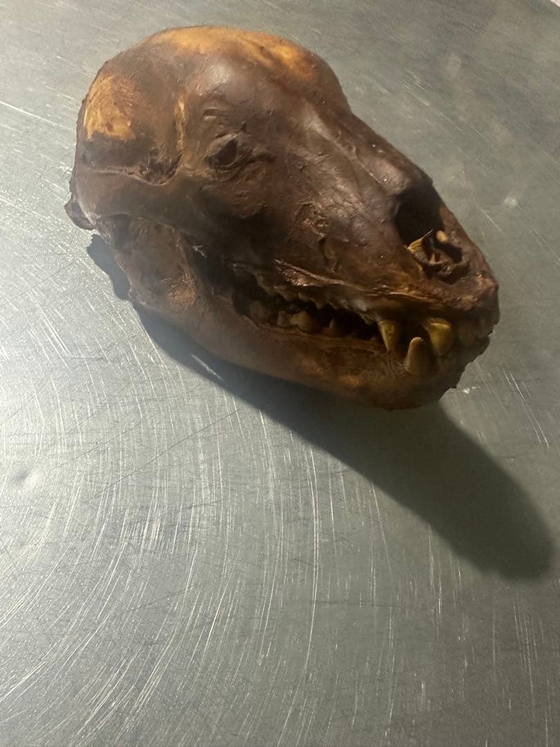 ペルー産 美麗ハチ 48mm