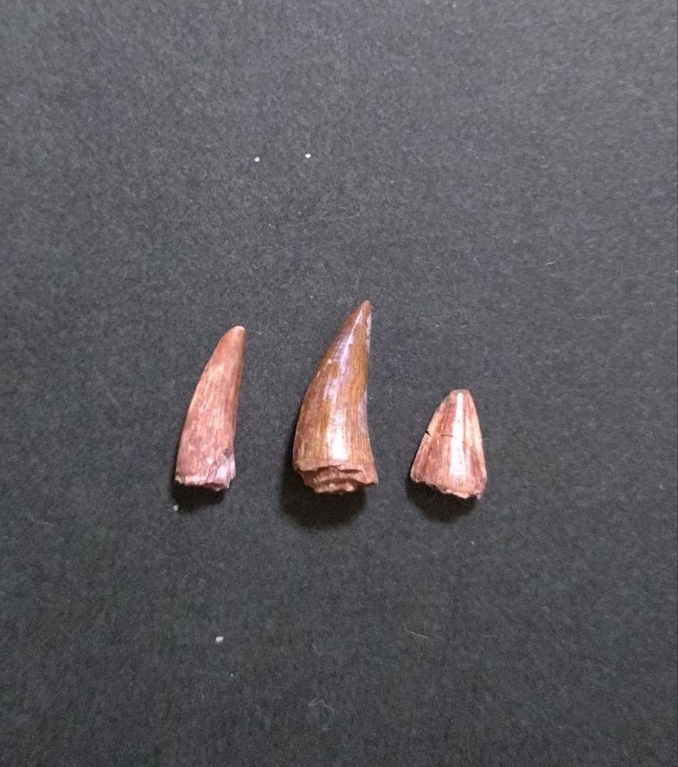 三畳紀】恐竜の化石 フィトサウルス類レドンダサウルスの歯3本セット