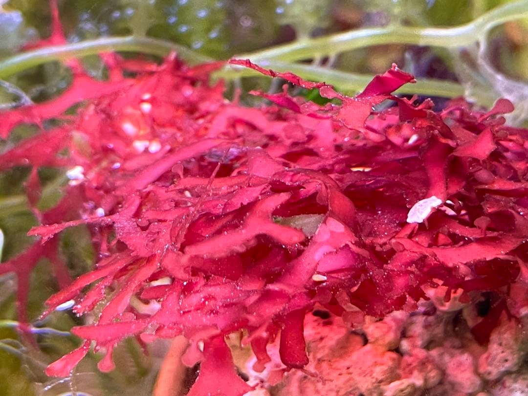 匿名・宅急便】 12/14まで 赤色海藻 セット 紅藻 +褐藻+緑藻 海藻 匿名・