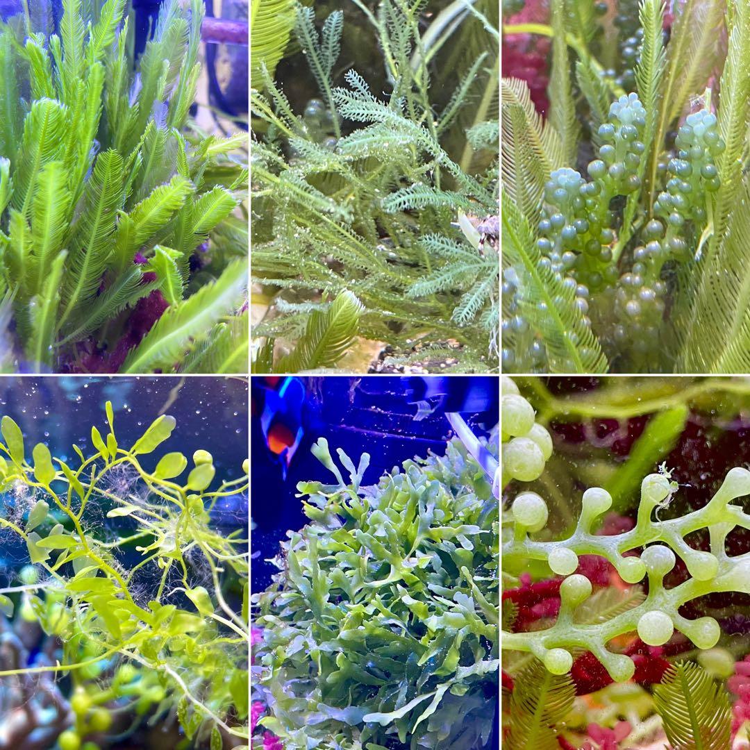 匿名・宅急便】 12/14まで 赤色海藻 セット 紅藻 +褐藻+緑藻 海藻 匿名・