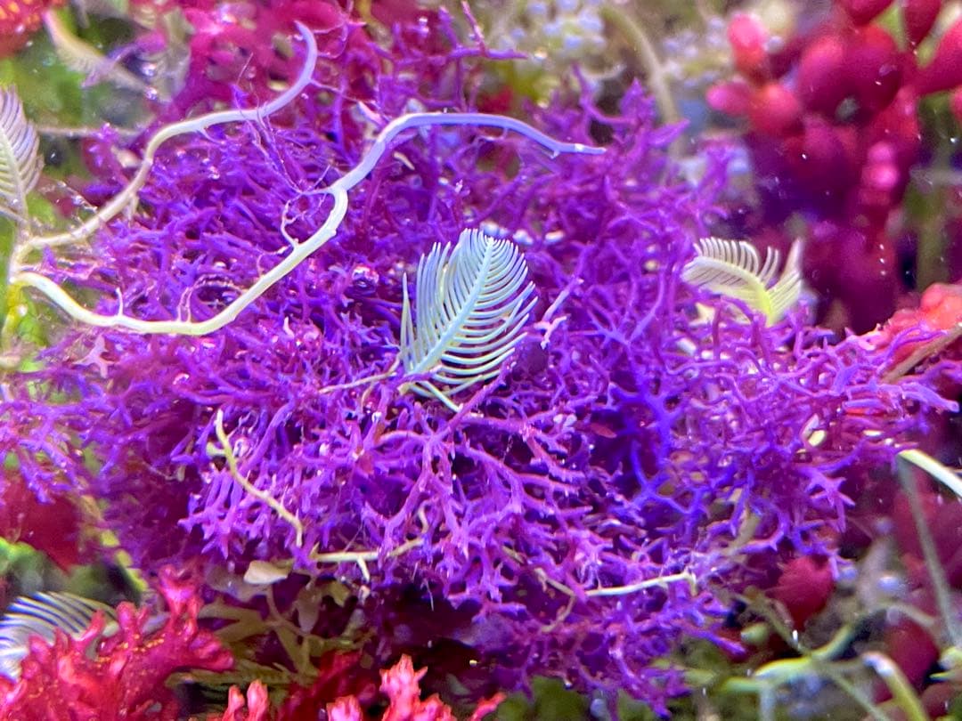 匿名・宅急便】 12/14まで 赤色海藻 セット 紅藻 +褐藻+緑藻 海藻 匿名・