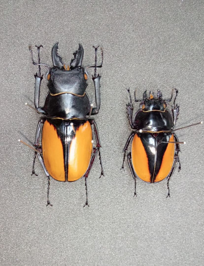 ゴライアスオオツノハナムグリ 昆虫標本 剥製 ゴライアスオオツノ