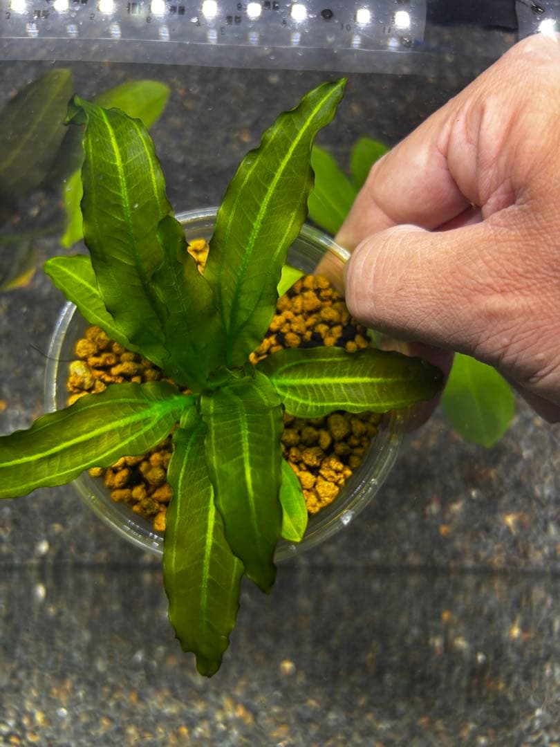 エキノドルス　サイサリス　AZ1110-18RS