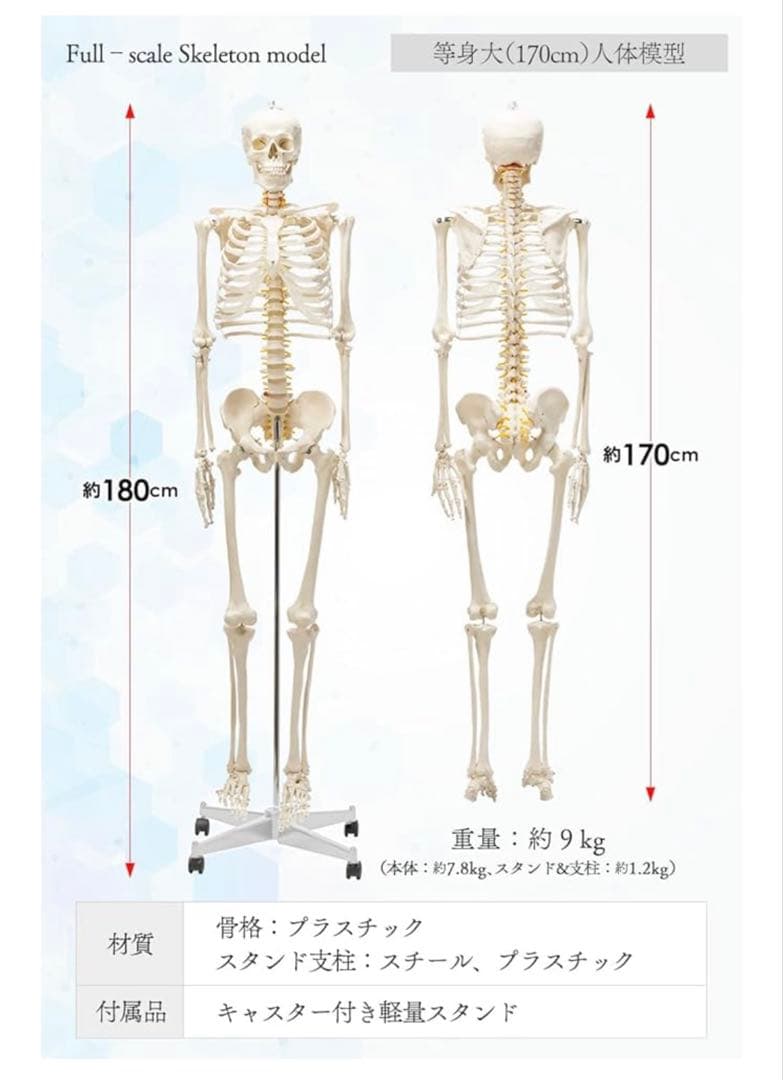 人体模型 可動関節 等身大 骨格模型 キャスター付 神経根付　26セ332