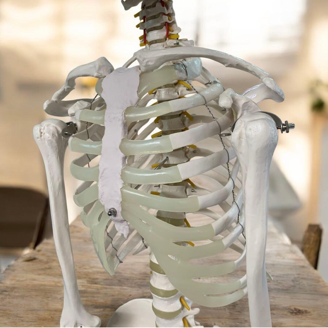 人体模型 可動関節 等身大 骨格模型 キャスター付 神経根付　26セ332