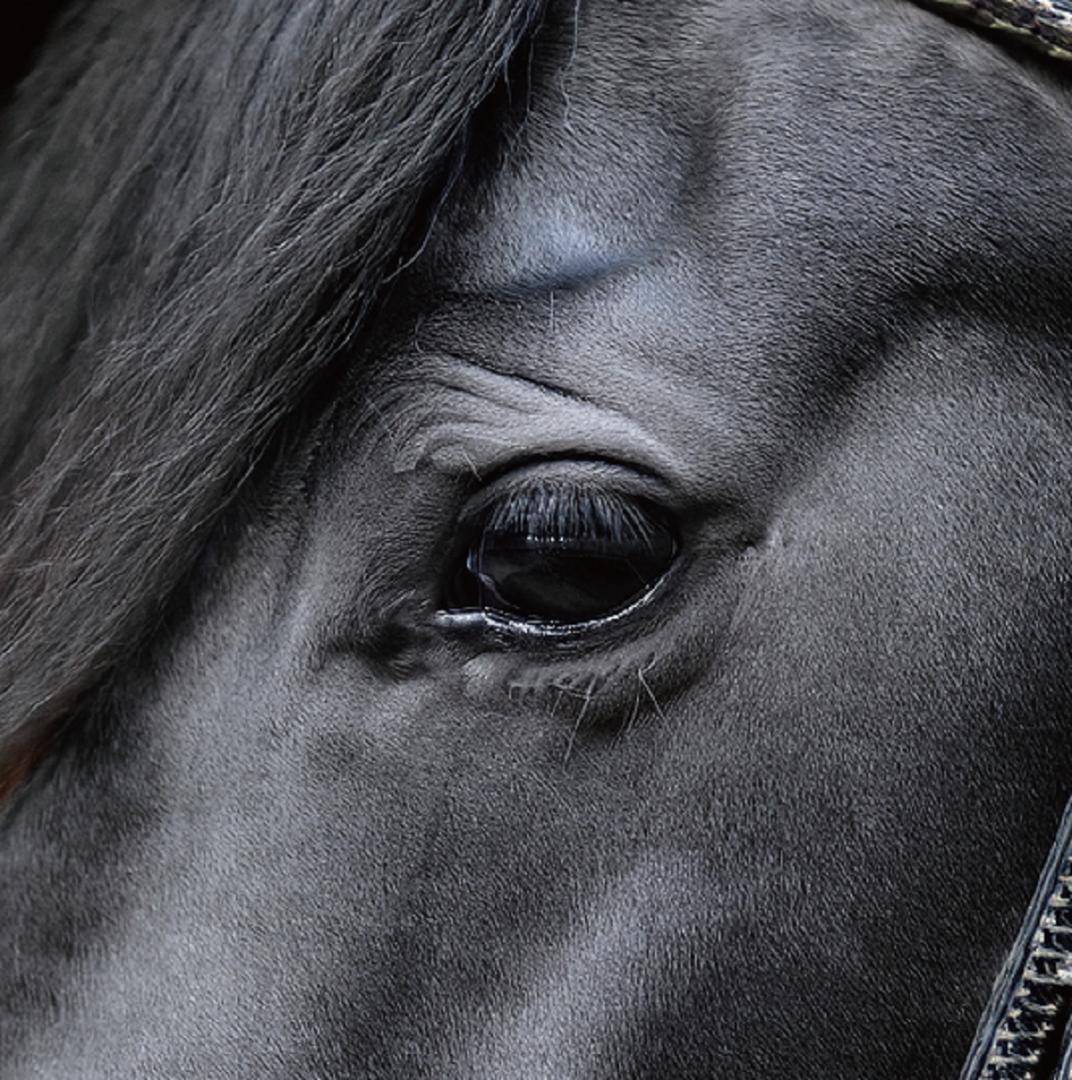 馬・No.003／「HAKU 」アートポスター　400×500