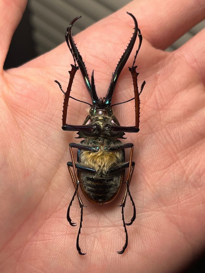 PARATYPE ホロメタリクスチリクワガタ 56mm シワバネクワガタ標本