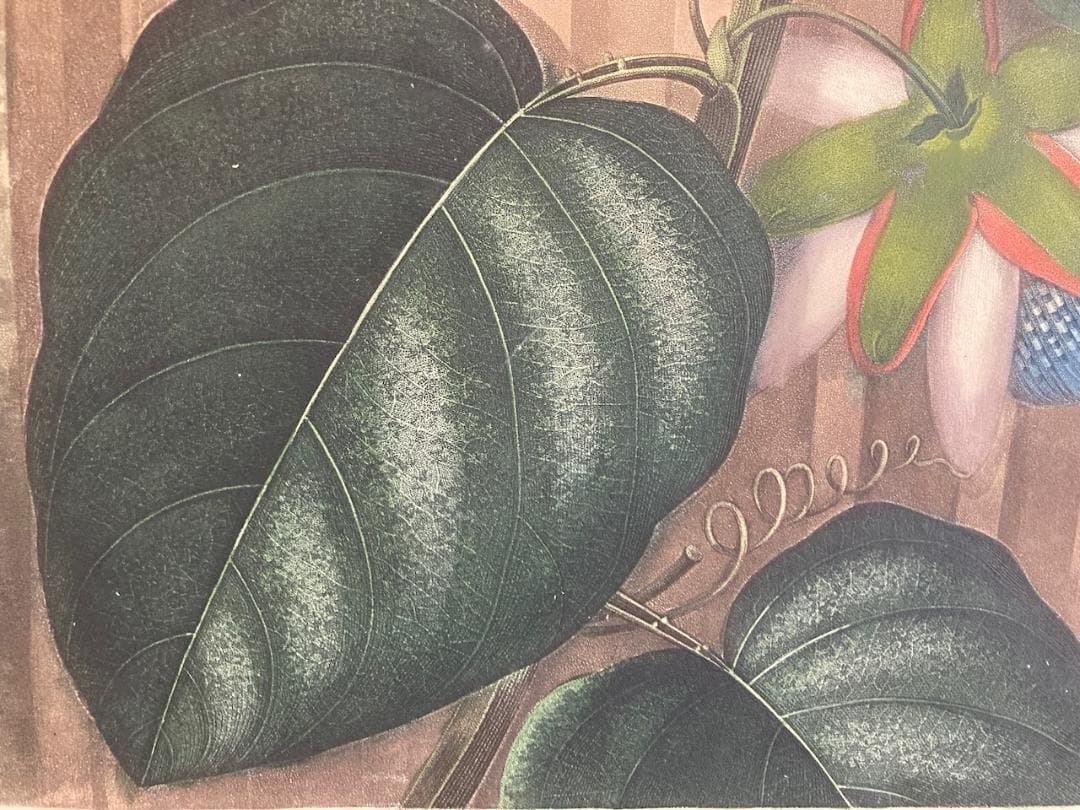 稀少 史上最美と称される《フローラの神殿》（初版）より『パッションフラワー』