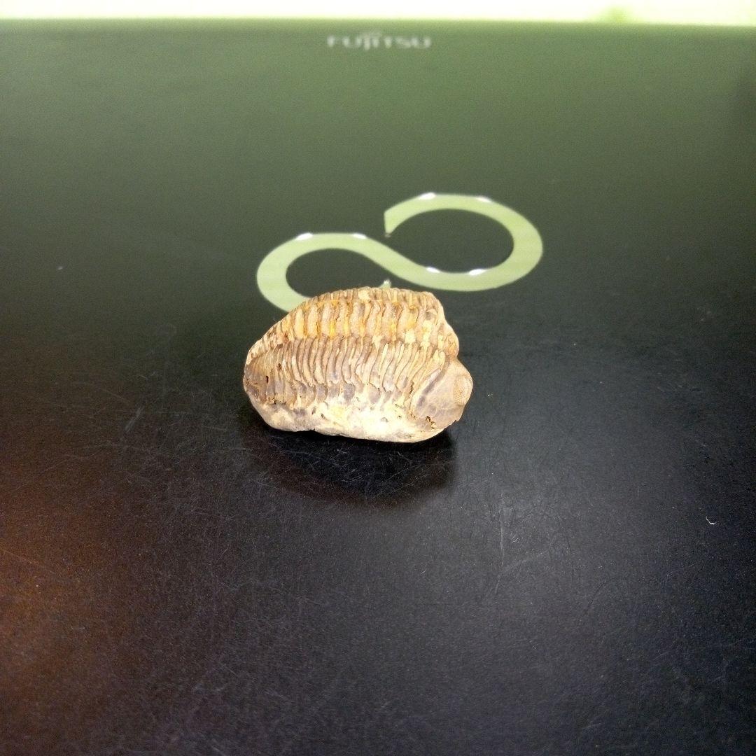 快適ホビー・楽器・アート - 三葉虫 化石 fossil 海 ボリビア産