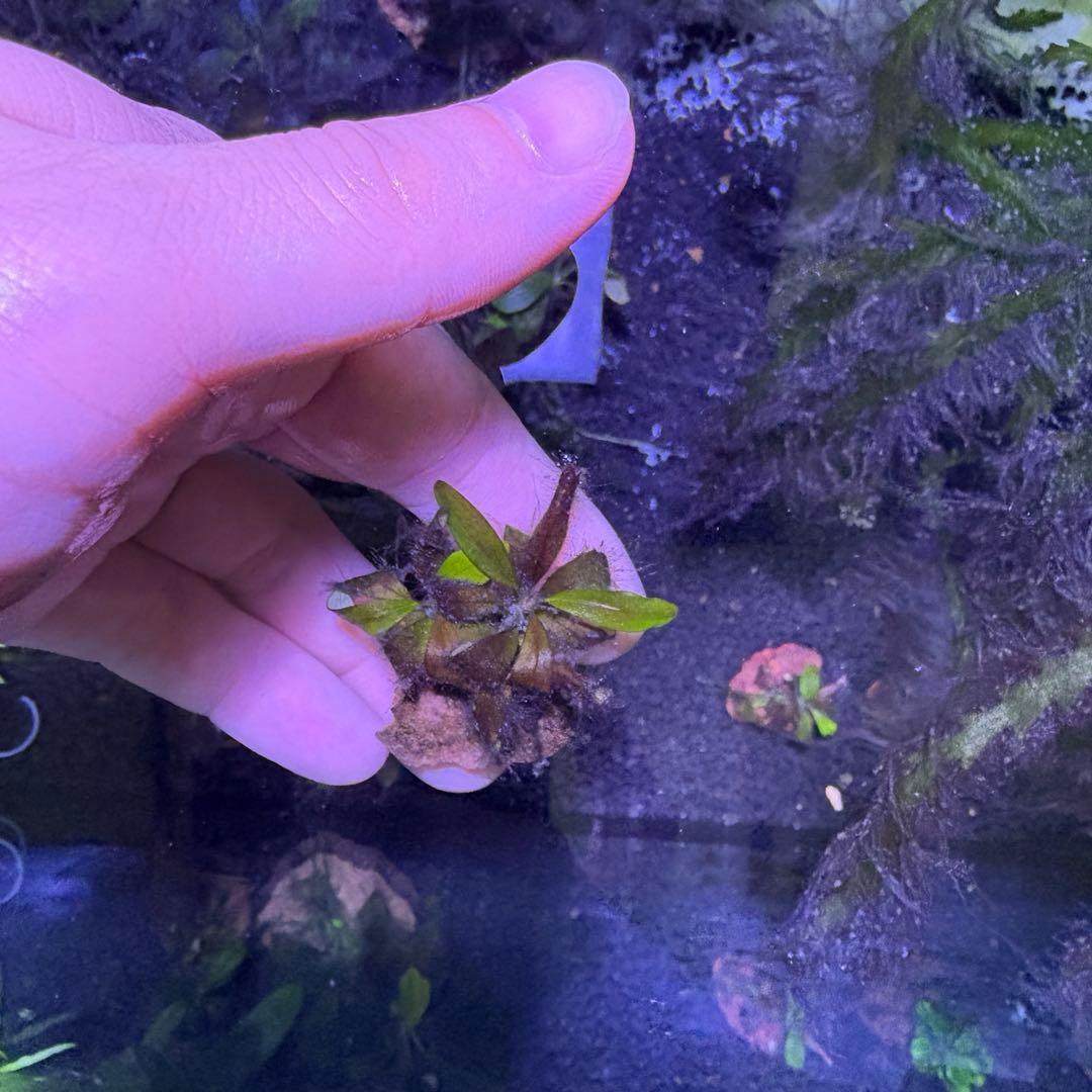 ブセファランドブラウニーゴースト2011-2012 ナカモト等 9株