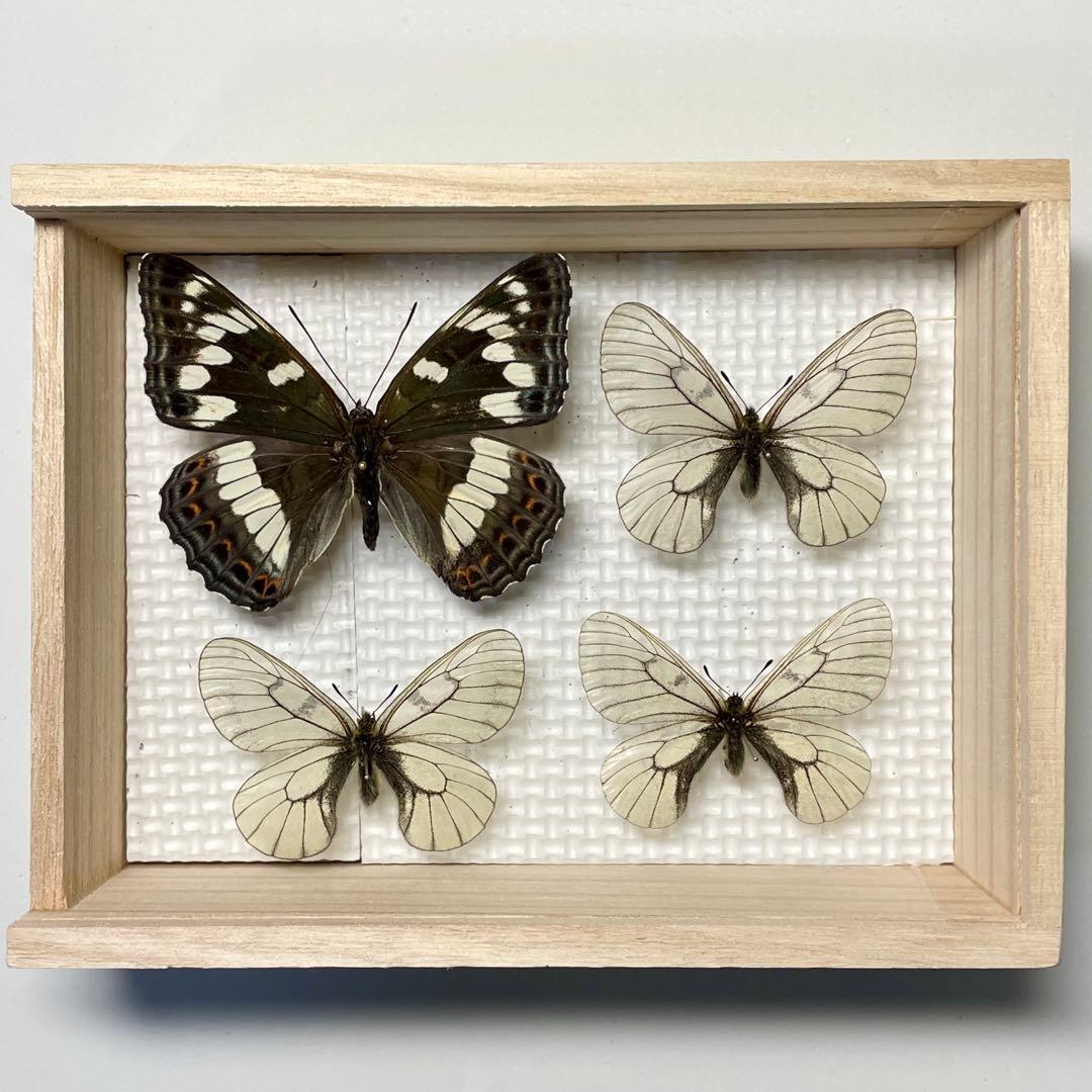 蝶標本 オオイチモンジとヒメウスバシロチョウ 北海道産 採集品 西表島