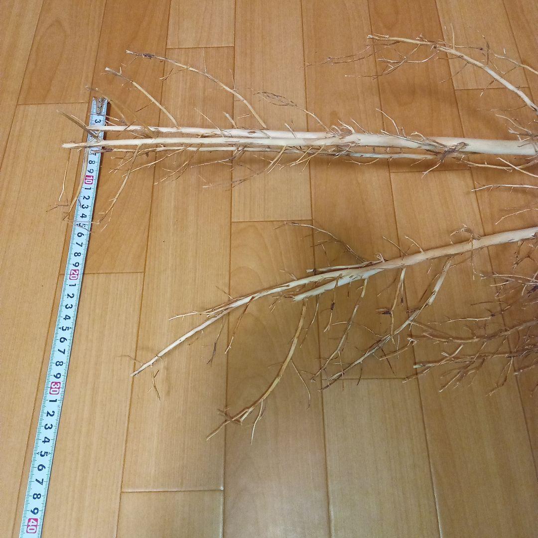 アク抜き済み流木【322】最終価格