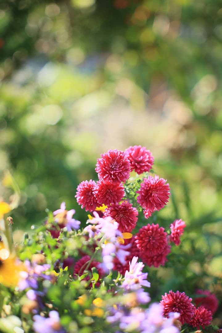 《希少》CANON FL 55mm F1.2 【光学美品】