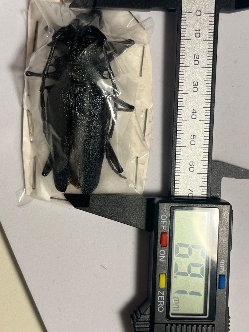 赤黄緑青】ルリオニカミキリ ムラサキオニノコギリカミキリ キンオニ