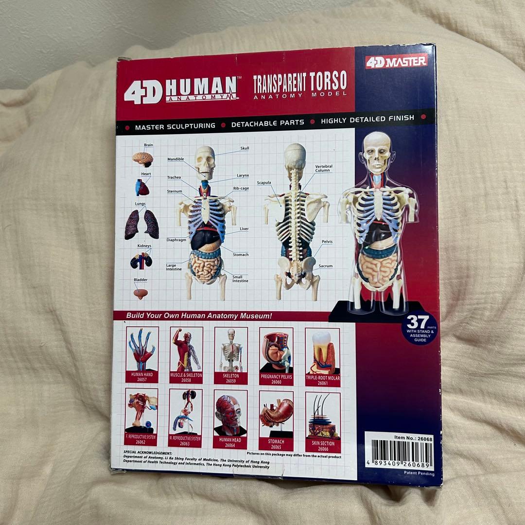 4D HUMAN ANATOMY 人体模型/成人/婦人科/泌尿器科 3種セット